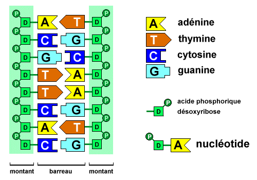 cadena de l adn gorettimorabecerra mol 201 cula del adn cadena de l adn gorettimorabecerra mol 201 cula del adn