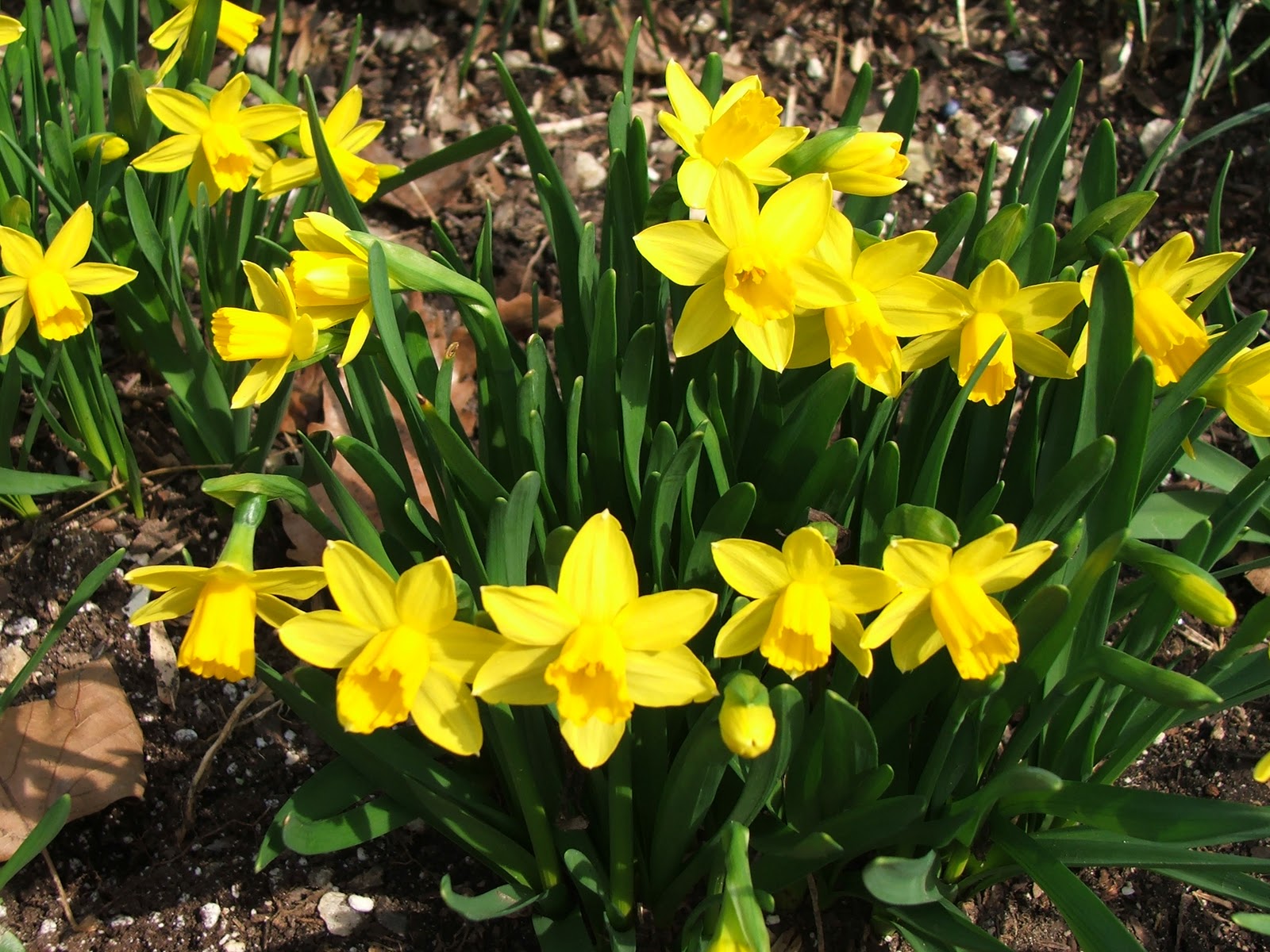 When To Plant Daffodil Bulbs In Southern California