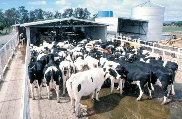 Dairy Industry in India