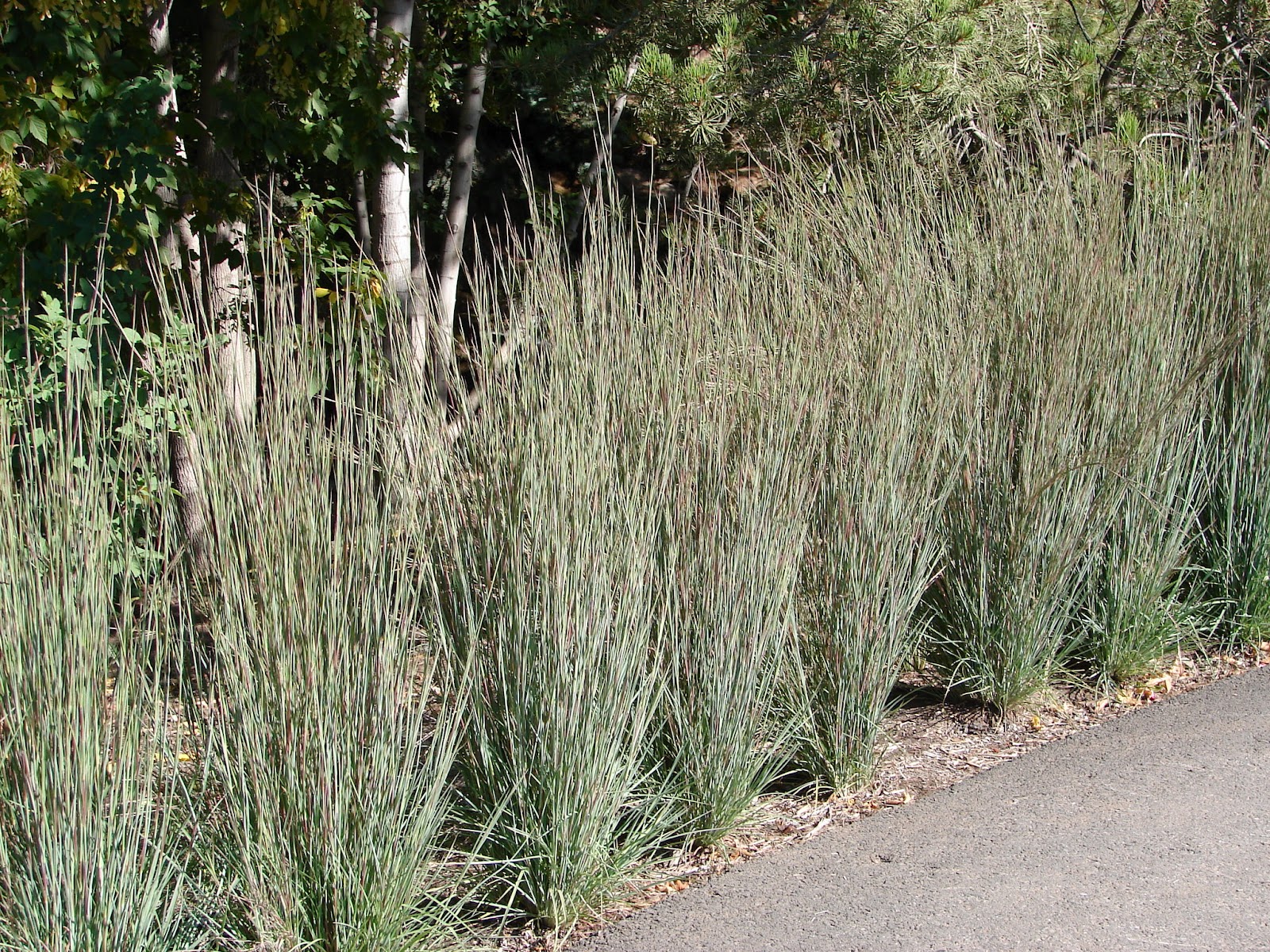 plantings with little blue stem grass plantings with little blue stem grass