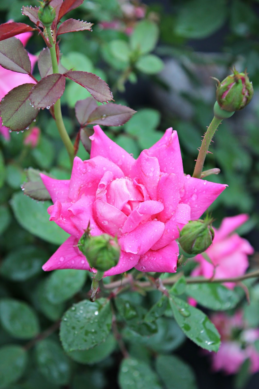 Happy At Home Favorite Long Blooming Perennials and Shrubs