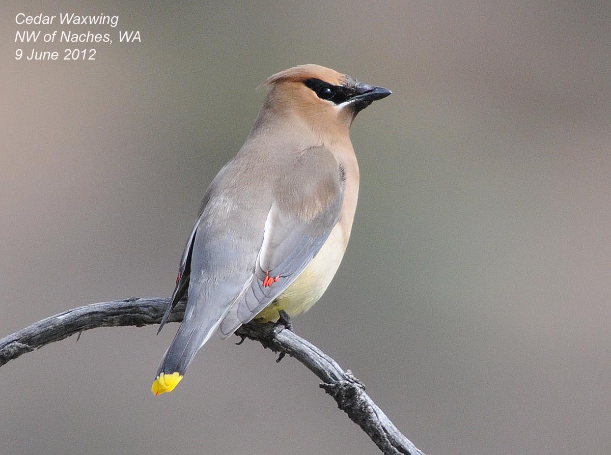 Northwest Nature Notes WAXWINGS, THE SMOOTHEST BIRDS