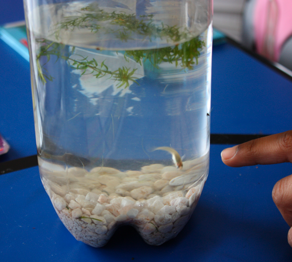 Aquatic Ecosystems Aquatic Ecosystems In A Bottle