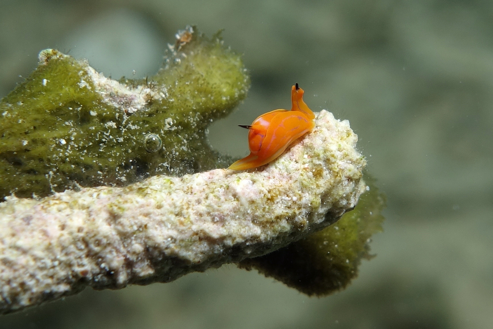 Real Monstrosities: Batwing Sea Slug