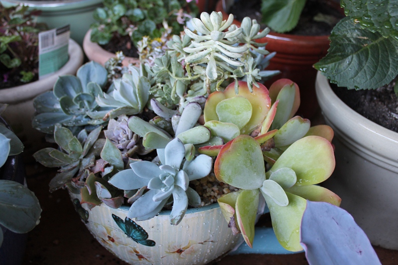 Grace's Little Garden