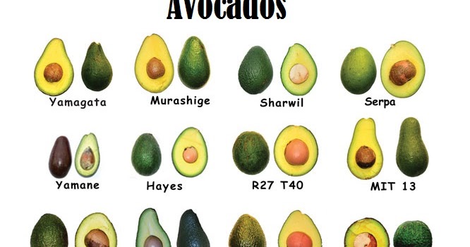 deceptively healthy avocado health benefits origin of avocado