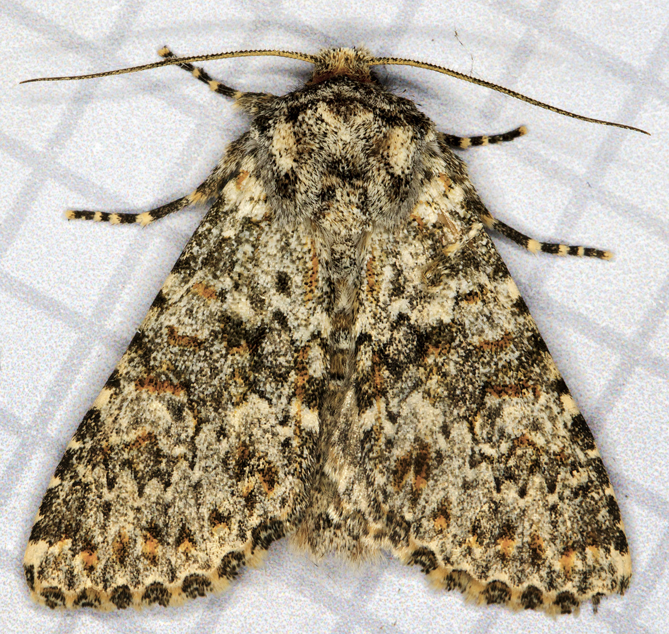 Large Ranunculus, polymixis flavicincta. Hayes, 25 September 2014. Large Ranunculus, polymixis flavicincta. Hayes, 25 September 2014.