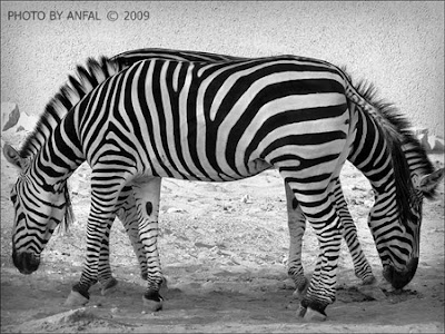 Ilusi Gambar Zebra