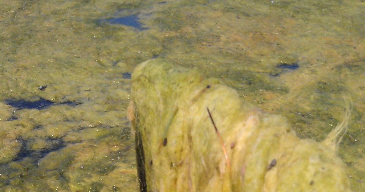 The Cool Science Dad: Green Pond Slime