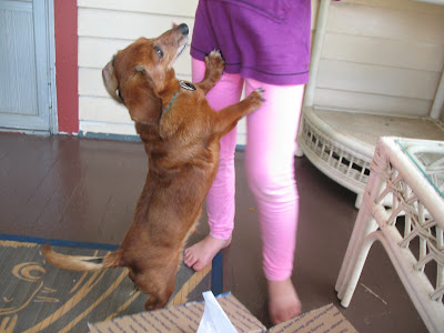dachshund jumps on little girl