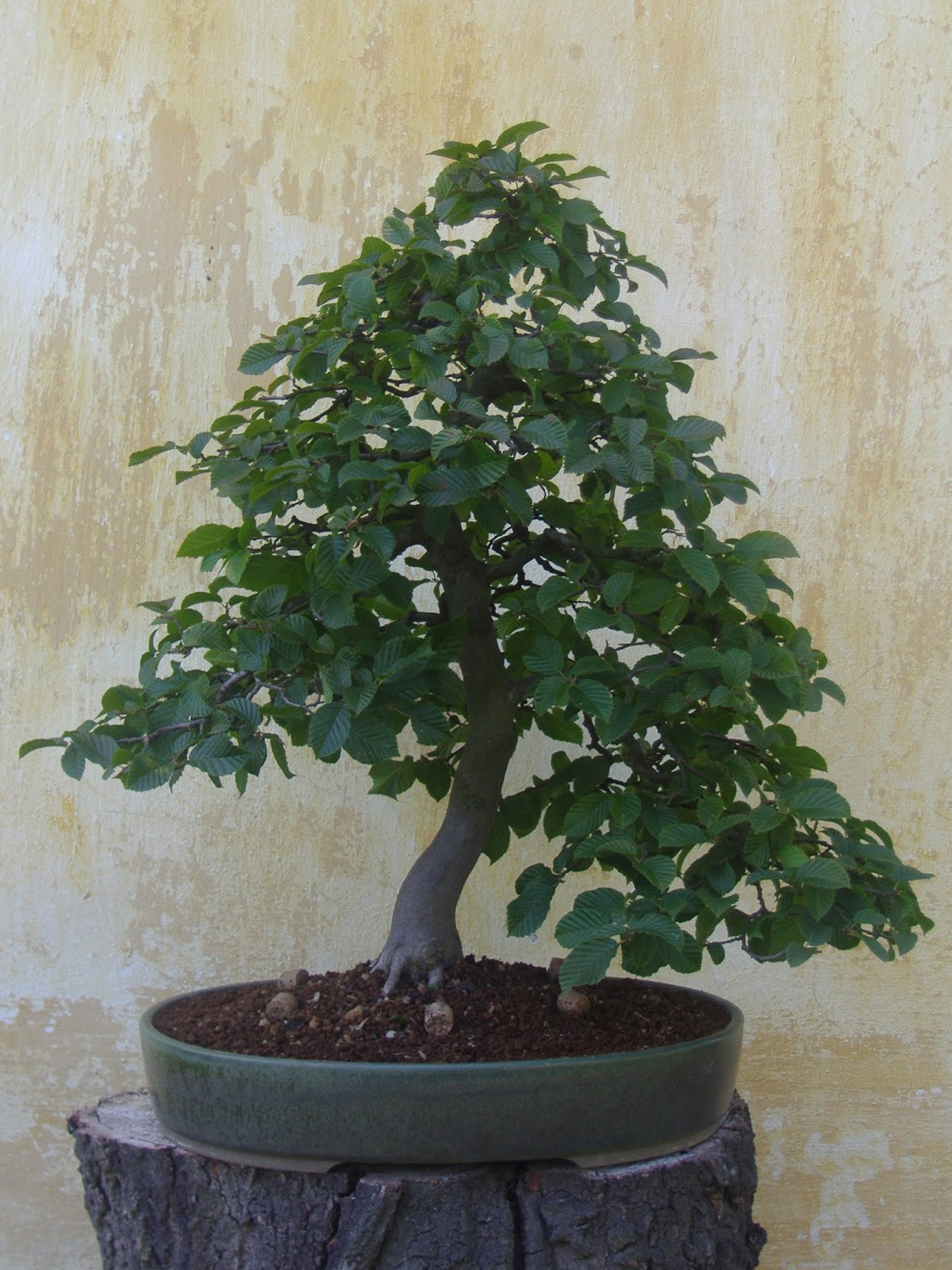 Elegan leto 2013 po