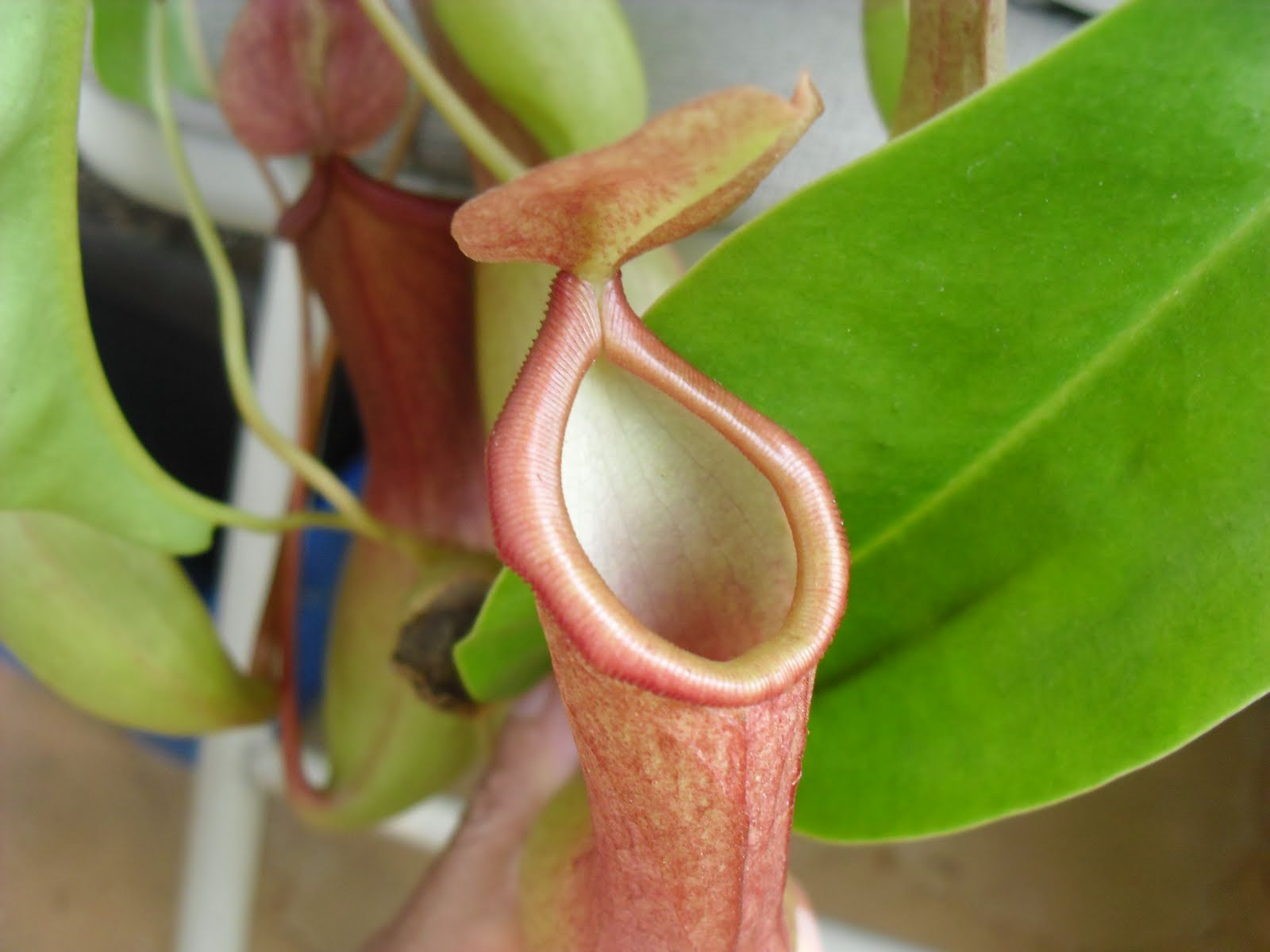 Dia's Garden Style Fact of Nephentes / Pitcher Plant / Monkey Cup