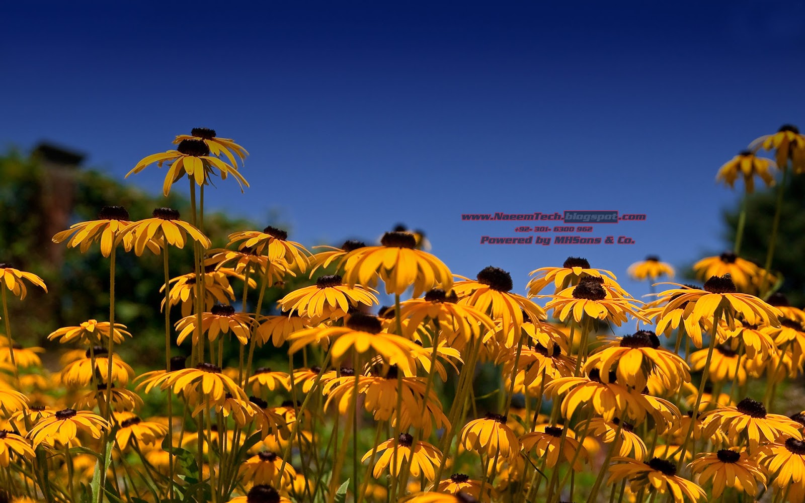 http://4.bp.blogspot.com/-ipPOTXUTO70/UKSAb4srl7I/AAAAAAAAAXI/5bJGD9QZemw/s1600/By+Latestuploads.com+(26).jpg
