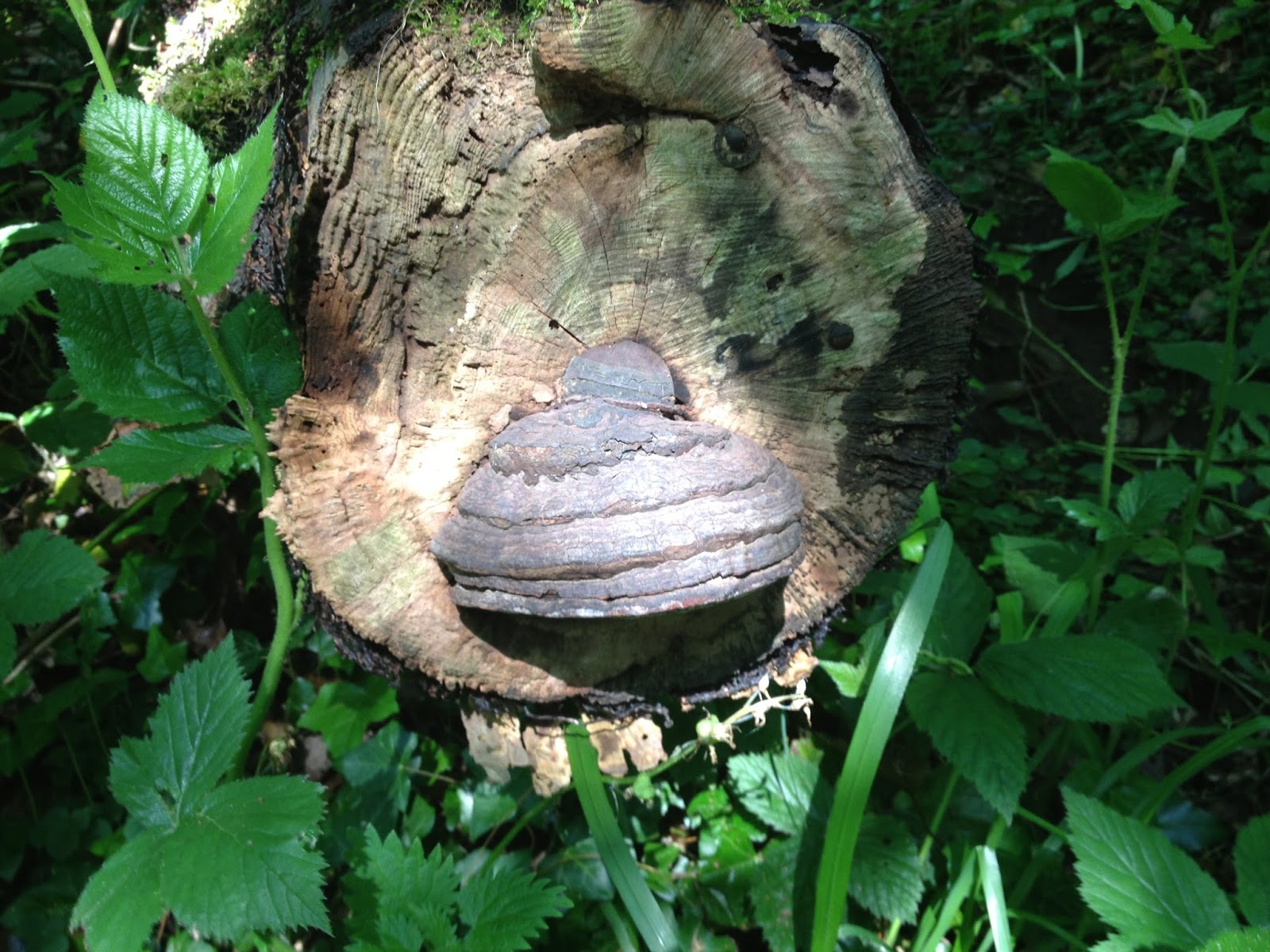 BUZZARD BUSHCRAFT Horses Hoof Fungus?