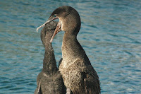 Galapagos Flightless Cormorant Chick