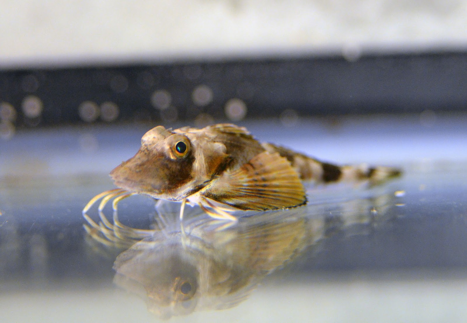 Virginia Fishes Saltwater collecting season juvenile lookdowns, sea
