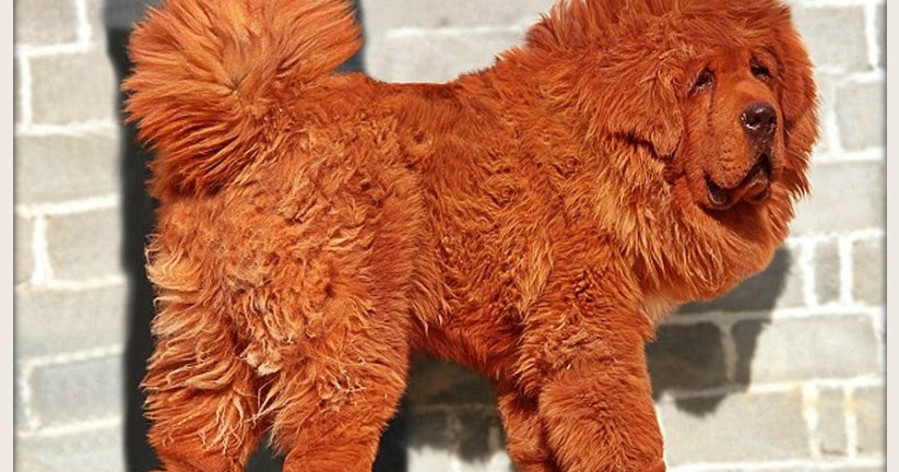 ღ♥ ♥ αίsнίтєяυ υмίиαмί ♥ ♥ღ The World's Most Expensive