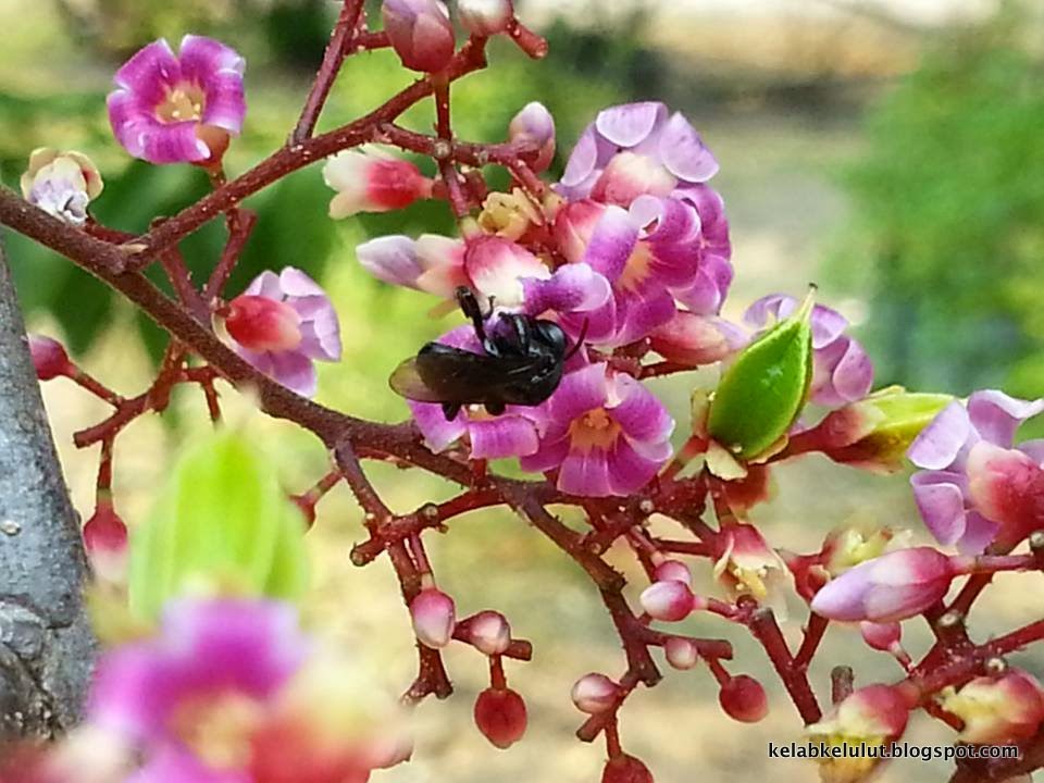 Pokok Belimbing Madu - Kelab Lebah Kelulut