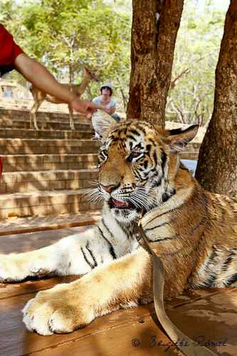 temple des tigres thailande