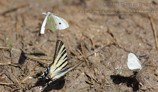 Flambé et papillon blanc en vol Flambé et papillon en vol