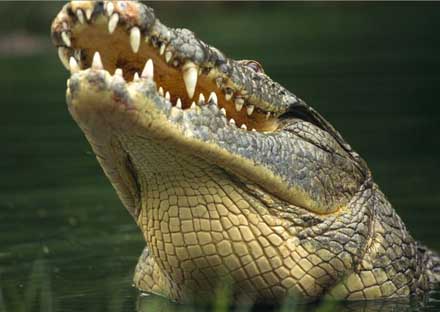 behaviour of Crocodile