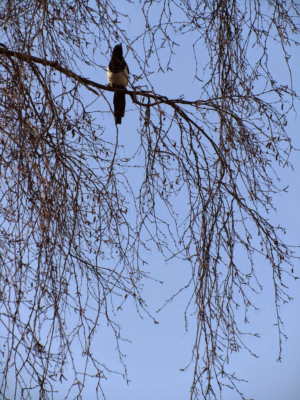 magpie in a tree