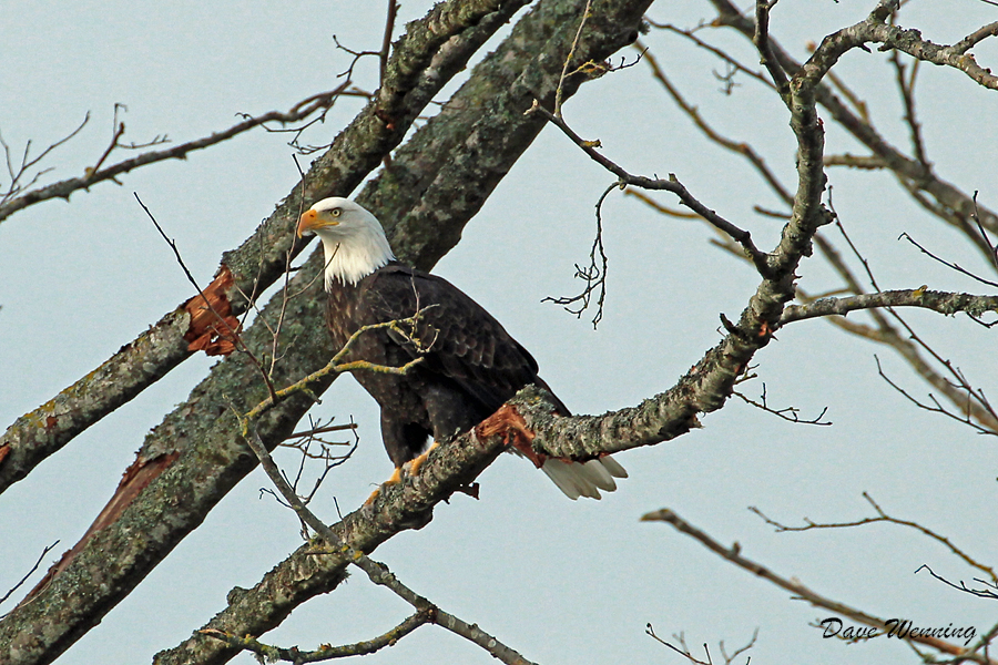 When I spot one now, it is a thrill beyond description. When I spot one now, it is a thrill beyond description.