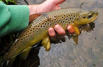 Wisconsins Trout Stocking