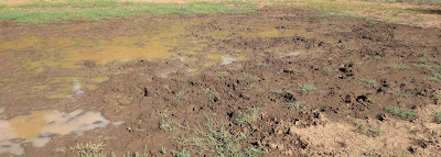 Arizona+Unit+9+Elk+Hunting+wallows+with+Jay+scott+outdoors.jpg