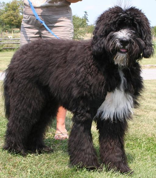 Extreme Dog Breeds: Bernedoodle (Bernese / Poodle Hybrid)