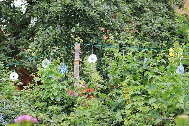 Johannisbeeren Strauch Vögel abgefressen alte CD aufhängen