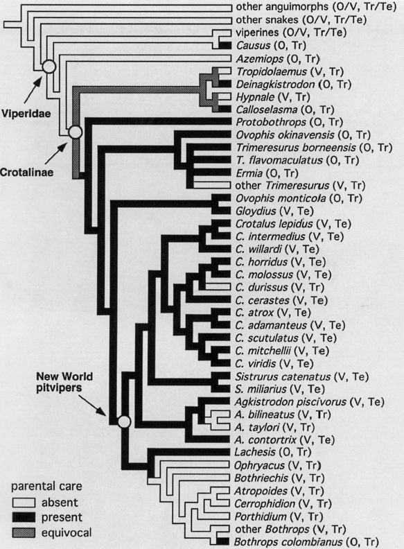 Life is short, but snakes are long: Snakes that are Good Parents