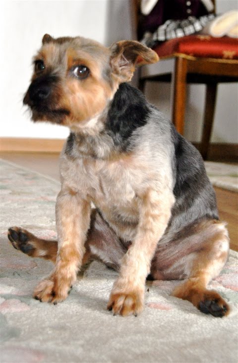 Pet News And Updates Does Your Dog Do The Butt Scoot