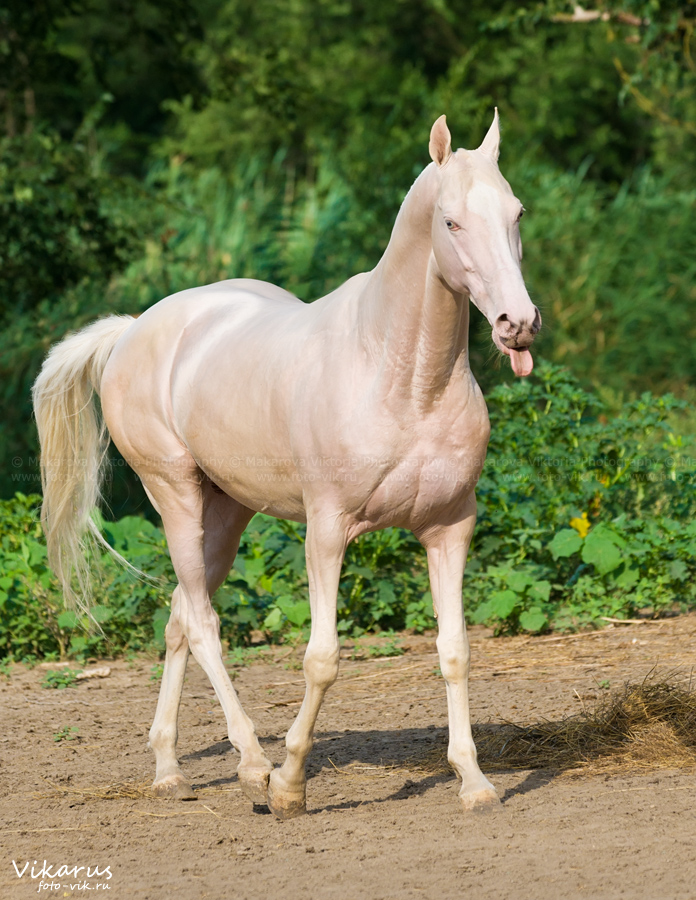 Te gustan los Akhal Teke Cremello? Mira que foto Mundo del Caballo Es