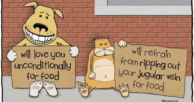 Funny Cat Cartoon Images Funny Cat Cartoon Images