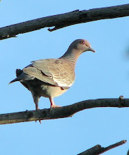 Fauna Bacia Taquari-Antas - Fonte: Aepan-ONG - Série: Aves