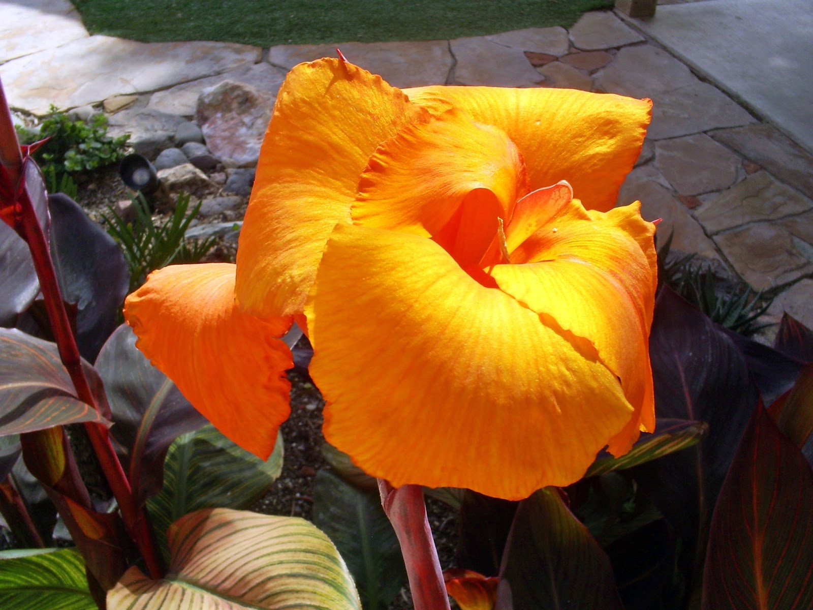 Brad's Tropical Paradise Growing cannas in Phoenix, Arizona