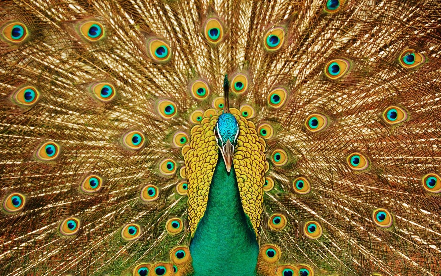 Curiosidade Animal: pavão