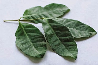manfaat daun salam untuk menurunkan berat badan,daun salam kering,asam urat,untuk diet,untuk kolesterol,salam koja,dan daun sirsak,untuk kecantikan, manfaat daun salam untuk menurunkan berat badan,daun salam kering,asam urat,untuk diet,untuk kolesterol,salam koja,dan daun sirsak,untuk kecantikan,
