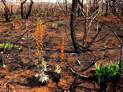 No estrato herbáceo/subarbustivo, bastam alguns dias para que seus órgãos subterrâneos recomecem a brotar. Curiosamente, muitas de suas espécies iniciam o rebrotamento com a produção de flores. A vegetação brota forte após as queimadas no Cerrado