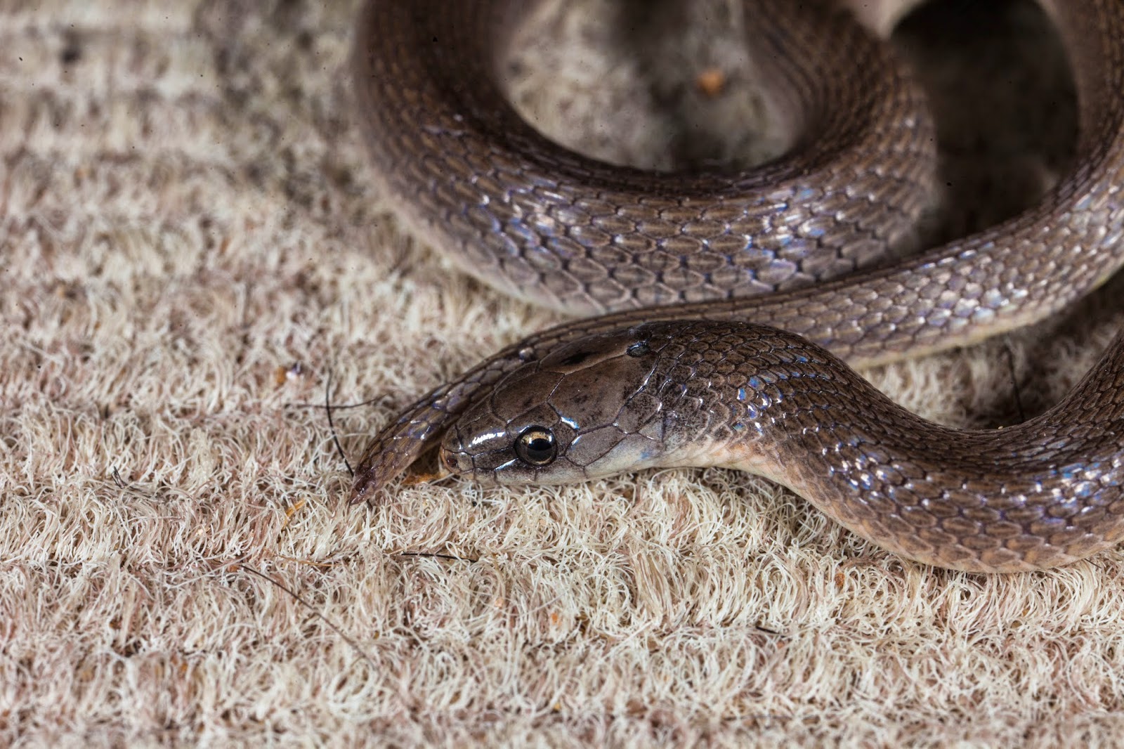 JaredDavidsonPhotography Smooth Earth Snake photographs