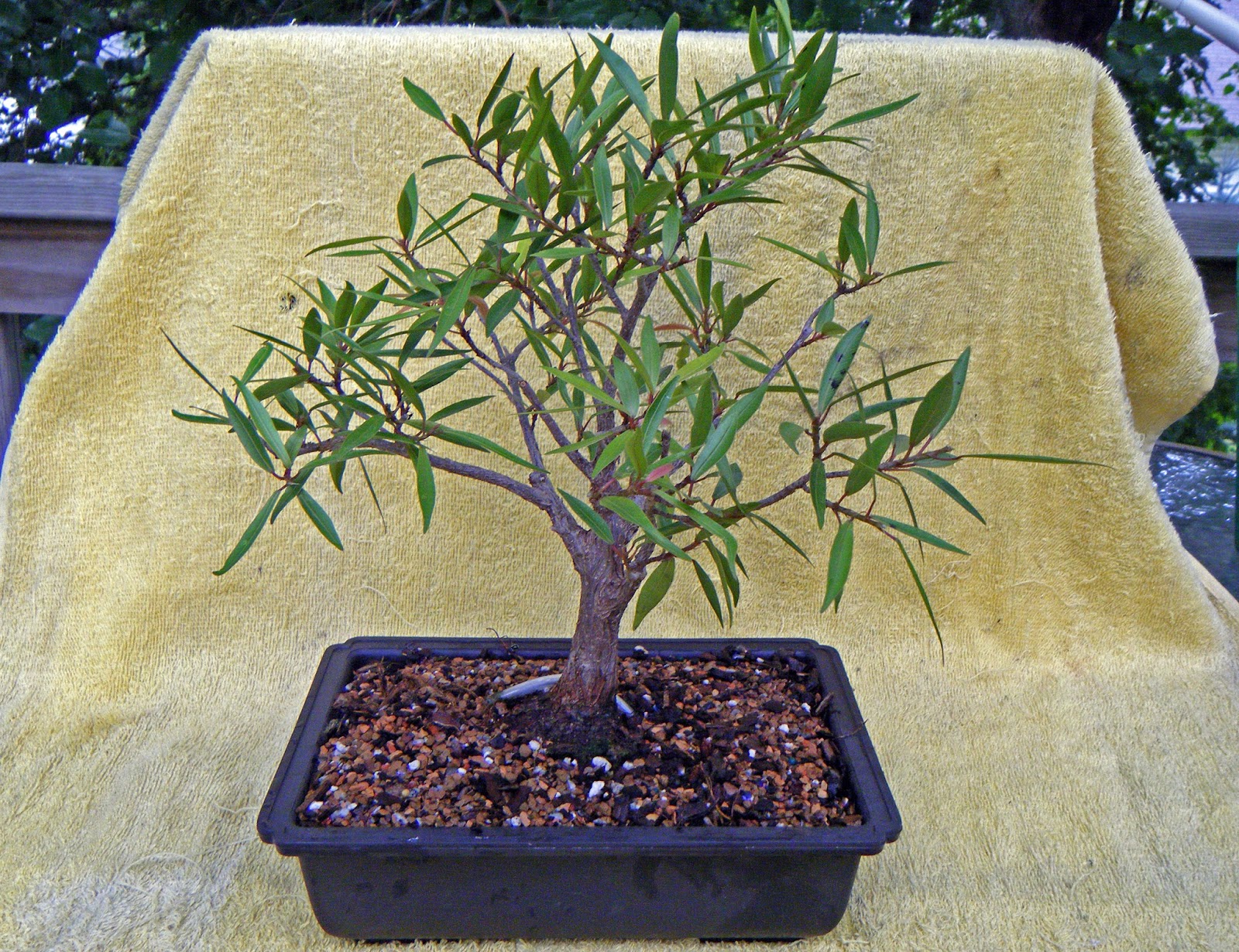 Bonsai In Hoosierland Nebari Enhancement Technique Results Round 2 Bonsai In Hoosierland Nebari Enhancement Technique Results Round 2
