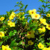 Klasifikasi Bunga Allamanda cathartica thumbnail