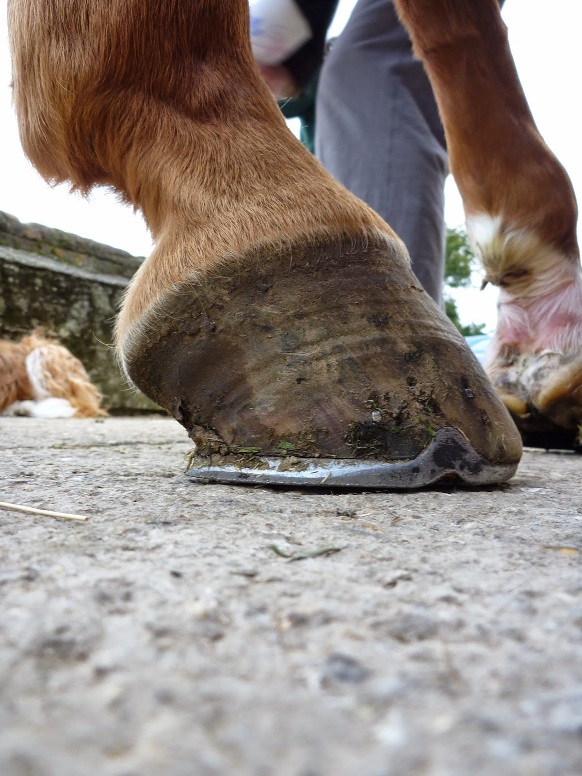 Barefoot Horse Blog Long toes a change in perspective