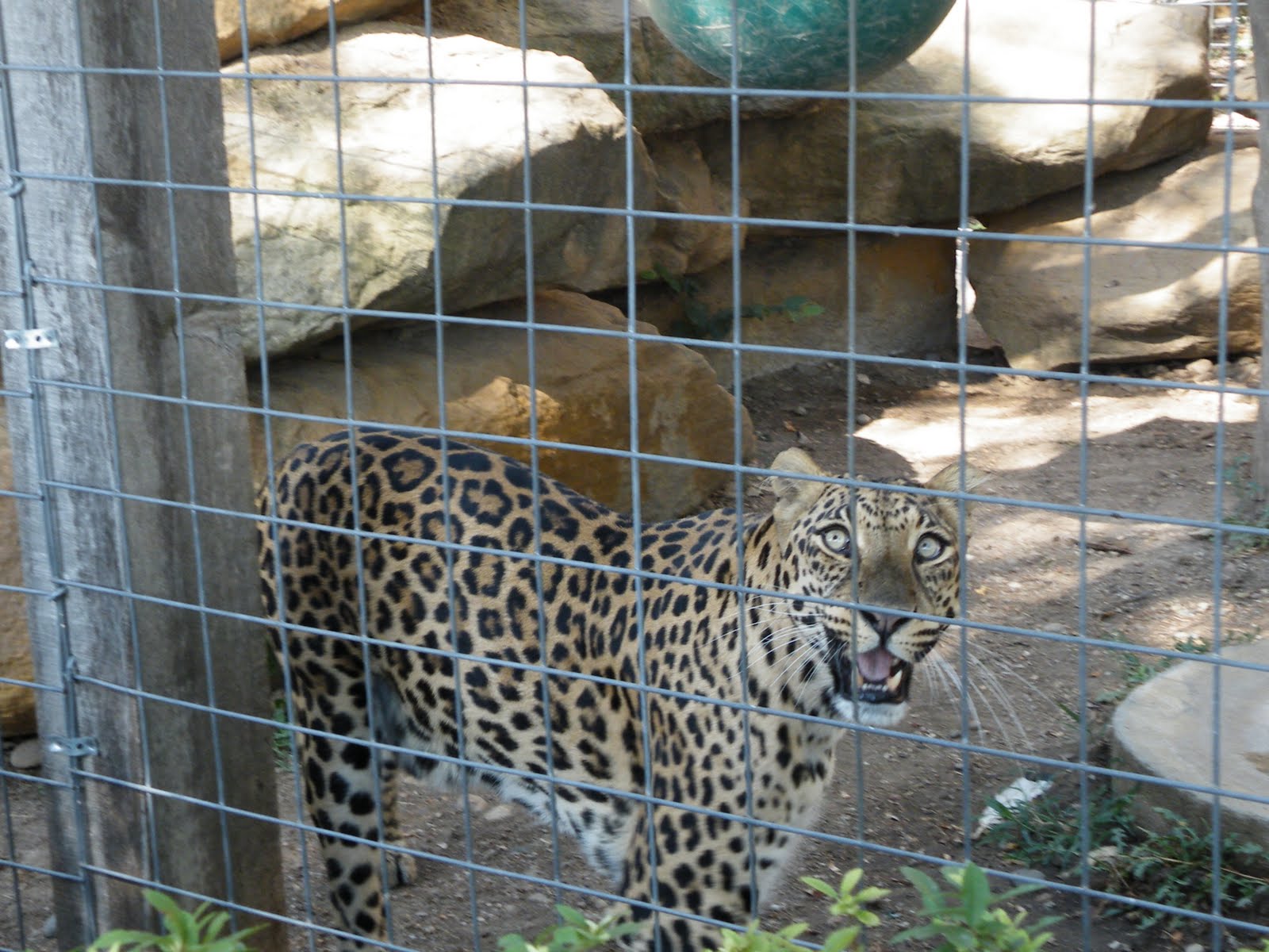 Kansas' 150th 150 things to do in Kansas 104. Great Bend Zoo