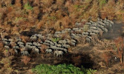 CHAD-CONSERVATION-ENVIRONMENT-ANIMAL-ELEPHAN