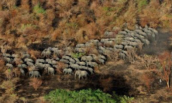 CHAD-CONSERVATION-ENVIRONMENT-ANIMAL-ELEPHAN
