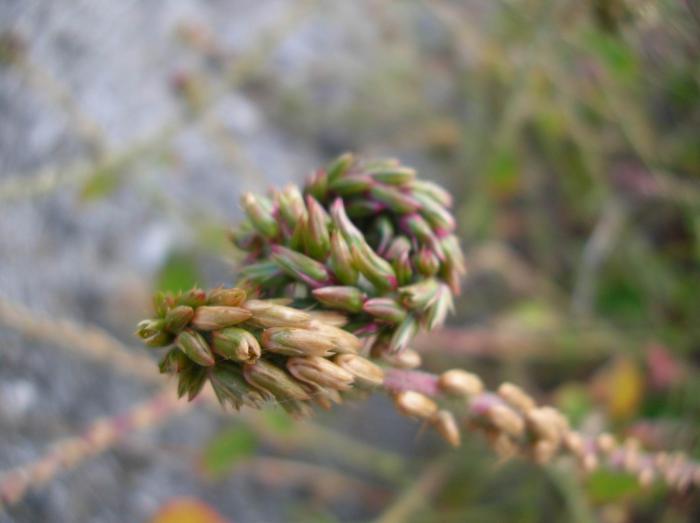Devil's horsewhip Achyranthes aspera L.