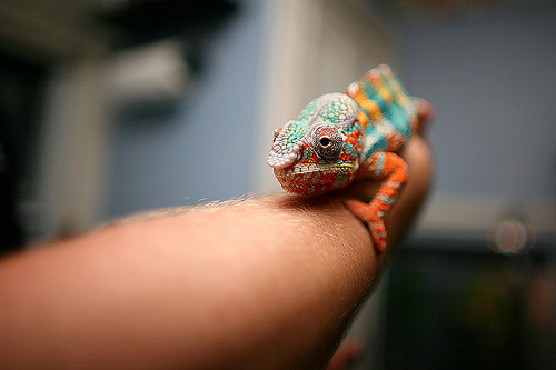 i don t see dead people multi colored chameleon i don t see dead people multi colored chameleon
