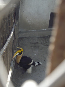 The Malabar Hornbill at Delhi zoo.(Thursday 3-11-2011)